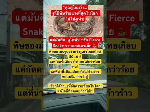 งูมีพิษที่อันตรายที่สุดในโลก#รู้หรือยัง #บอกต่อ #ทันโลก #ที่สุด #งู #fypシ #viral #shorts