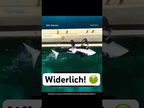 Orca wird von Mensch *** stimuliert!!!