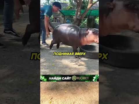 Смотритель зоопарка дразнит бегемотов❤️ #аnimals #животные