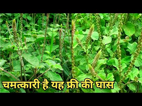 यह एक घास नहीं अद्भुत औषधि है , अपामार्ग के चमत्कारी लाभ और प्रयोग