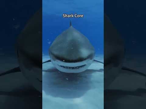 Shark Core. 🦈🦈#shark #greatwhiteshark #seaanimals #wildlife #funnypets #cuteanimal #aquarium #cute