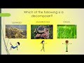Ecosystem Producers and Consumers