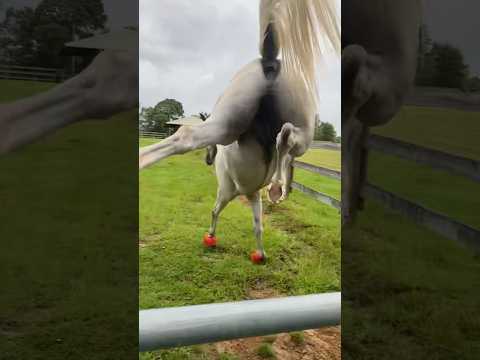 The last one is so funny #horse #pony #equestrian #shorts #funnyhorse #scotty #lusitano
