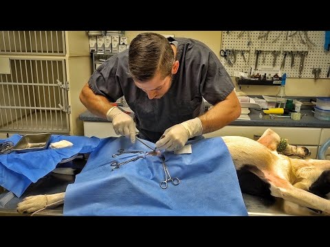 This Dog Has a VERY Weird Problem...