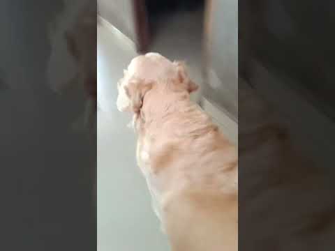 # My dog Teed ❤️ # golden retriever dog 🐕#