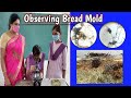 Bread Mold Experiment Concepts