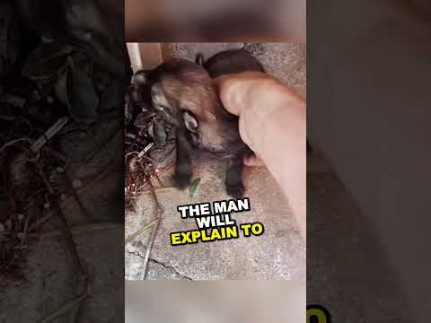 The man who saved the puppies ?❤️