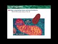 Exploring Cell Organelles