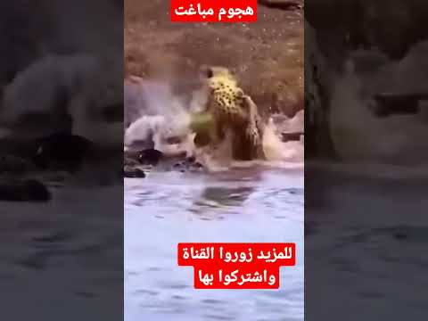 هجوم مباغت ومفاجئ #عالم_الحيوان #معركة