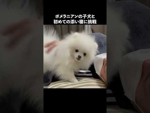 ポメラニアンの子犬と初めて添い寝をしたらとんでもないことに…