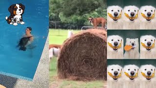 Try Not to Laugh: Cutest & Funniest Dogs RIGHT NOW! 🤣🐶