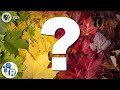 Leaf Color Changes and Pigments