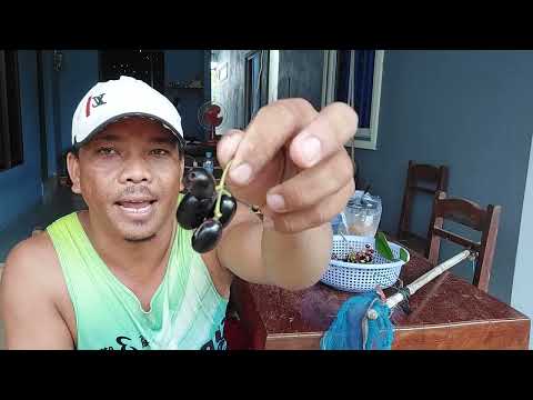 ទំនេរបេះផ្លែព្រីងទុំទុកញាំពេលអផ្សុក #kksvideos