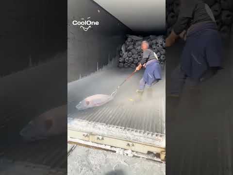 Pria ini hanya mengambil satu ekor tuna beku #shortvideo #shorts