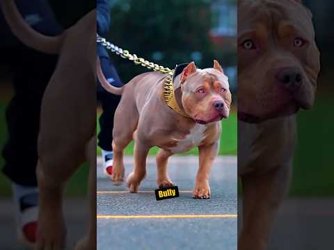 ¡American Bully vs Lobo Gris! #americanbully #vs #lobogris #animalessalvajes