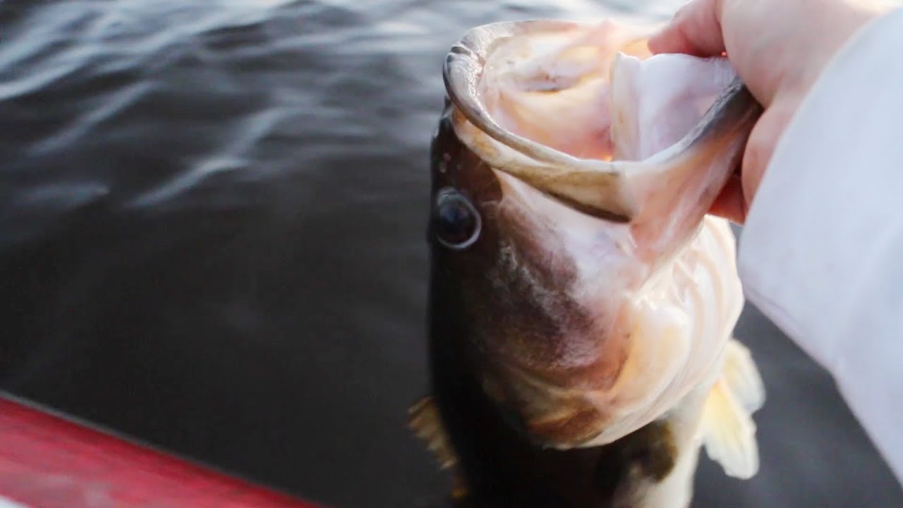 Bass Fishing Flood Waters Tactics