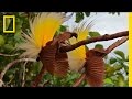 Birds of Paradise Behavior and Molting