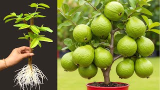 Grow Guava Trees Faster With Apples! Best Ideas Propagating Guava Trees