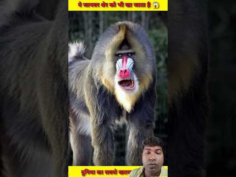 शेर से भी खतरनाक, ये है दुनिया का अनोखा जानवर 😱 #shortvideo​ #animals​ #facts​