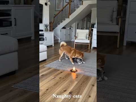 Funny Cat 🐱 vs Silly Dog 🐶 | Ultimate Pet Comedy #shorts#cat