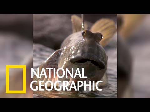 離水傳宗接代的大彈塗魚《國家地理》雜誌 - YouTube(1分02秒)