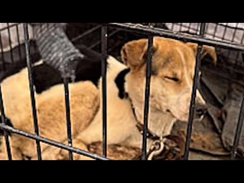 Caged dog's heartwarming response to freedom