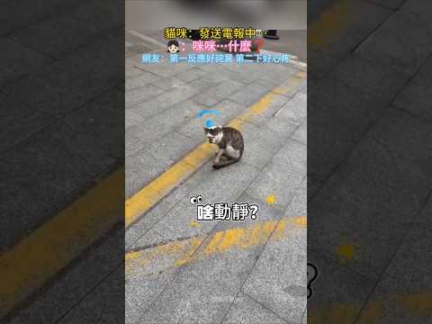 女生給貓咪打招呼…貓咪發出外星語❗網友：問出什麼的時候我笑了😂 #cat #cute #shorts #cutecat #catshorts