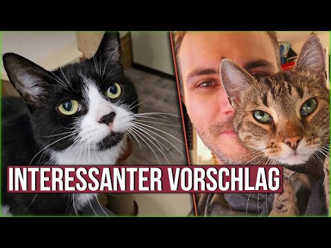 Entdeckt die Katze eine neue Wasserquelle?