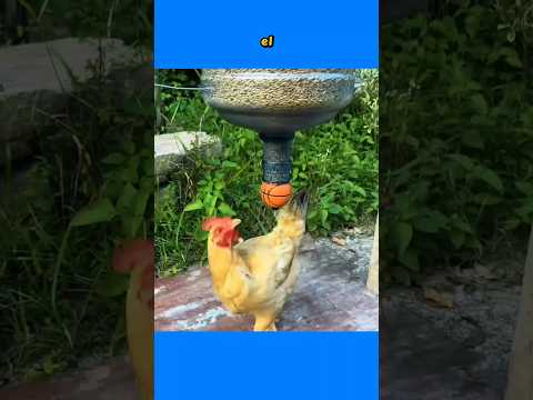Hace esto al alimentar a sus gallinas! 🐔