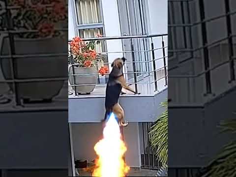 Dog narrowly escapes sudden danger. #dog #funny #fyp #ai