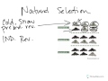 Moth Adaptation and Natural Selection