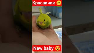 #viral #ytshorts #shorts #funny #short #vlog #budgie #cute #youtubeshorts #youtube #trending #parrot