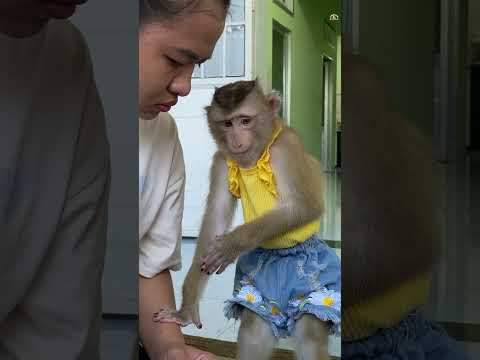 Monkey Lyly has expressions like a baby #shorts #monkey #youtubeshorts #viral #animals #petmonkey