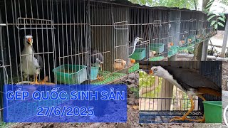 Trại chim thế Hiển 27/6/2025. Giép đôi quốc sinh sản nhưng chiến binh tâm huyết