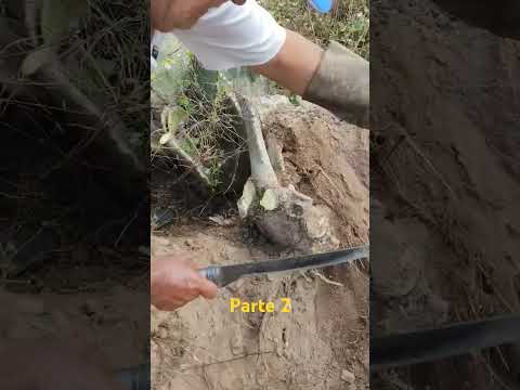 cortando e ensinando