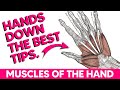 Hand Anatomy and Muscle Functions