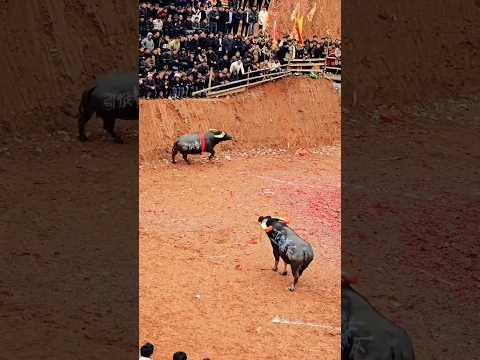 Last match for old Bull ๐ #shorts #ytshorts #viralshorts #trendingshorts #bullwar #bullshorts #bull