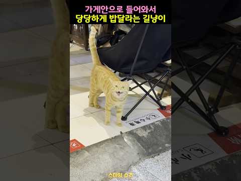 가게안으로 들어와서 당당하게 밥달라는 길냥이
