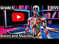 Human Muscular and Skeletal System
