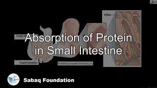 Absorption of Protein in Small Intestine