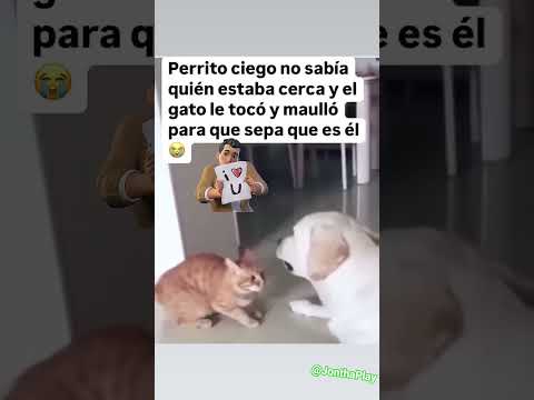 Guau 😍 que piensan ustedes #cat #bebe