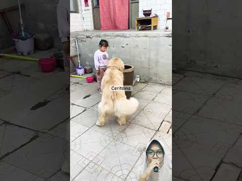 Persahabatan anjing dan kucing🥰 #shorts #youtubeshorts #shortvideo #shortsfeed