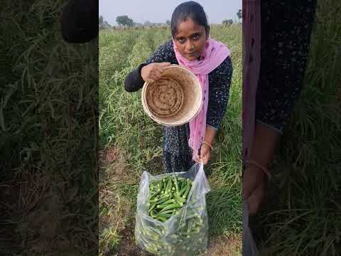 वायरल बिहारी सब्जी वाली ?। Rounak Raj 540 ?? पंजाब