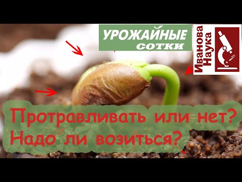 Лучше протравите! Какие семена протравливать обязательно, и, главное, чем лучше протравить?