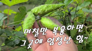 덜 익은 열매 약술 담아 며칠 먹었더니~ 이렇게 좋을 줄이야~ 줄기 째 한아름 걷어와 큰 장독에 가득 효소 담아~
