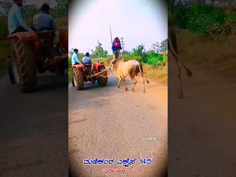 💛♥️ಇಷ್ಟ ಆದರೆ ಲೈಕ Subscribe ಮಾಡಿ♥️ #reelitfeeit #shortsfeed #kannada #vairalvideo #song #jallikattu