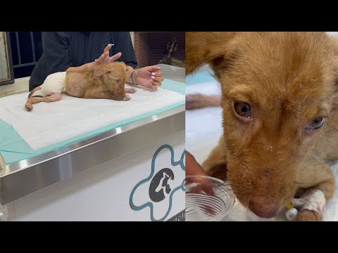 The Boy Ran To Find His Owner, Accidentally Injured His Leg, Crying In Pain