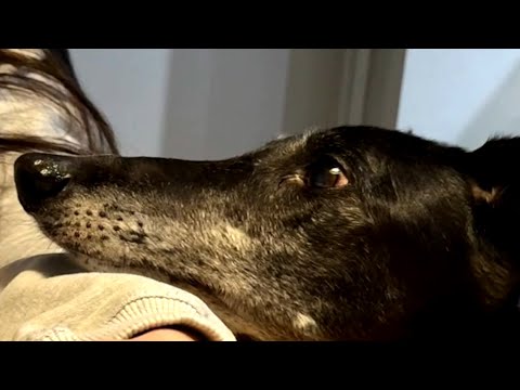 Lonely dog finds home after 5 years