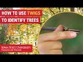 Pith Characteristics and Leaf Arrangements