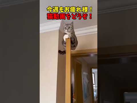 今週も、お疲れ様です! #猫 #cat #cats #cute